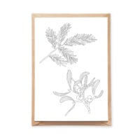 Mistletoe Botanical Postcard Christmas Tree Branch Illustration Holiday Card