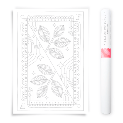 Ficus Elastica Rubber Plant Coloring Poster